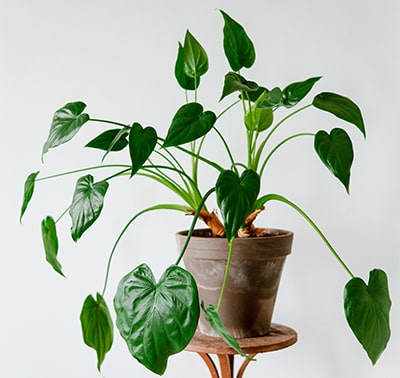 plante artificielle