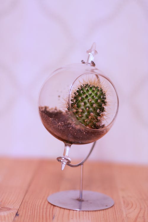 cactus artificiel sous cloche