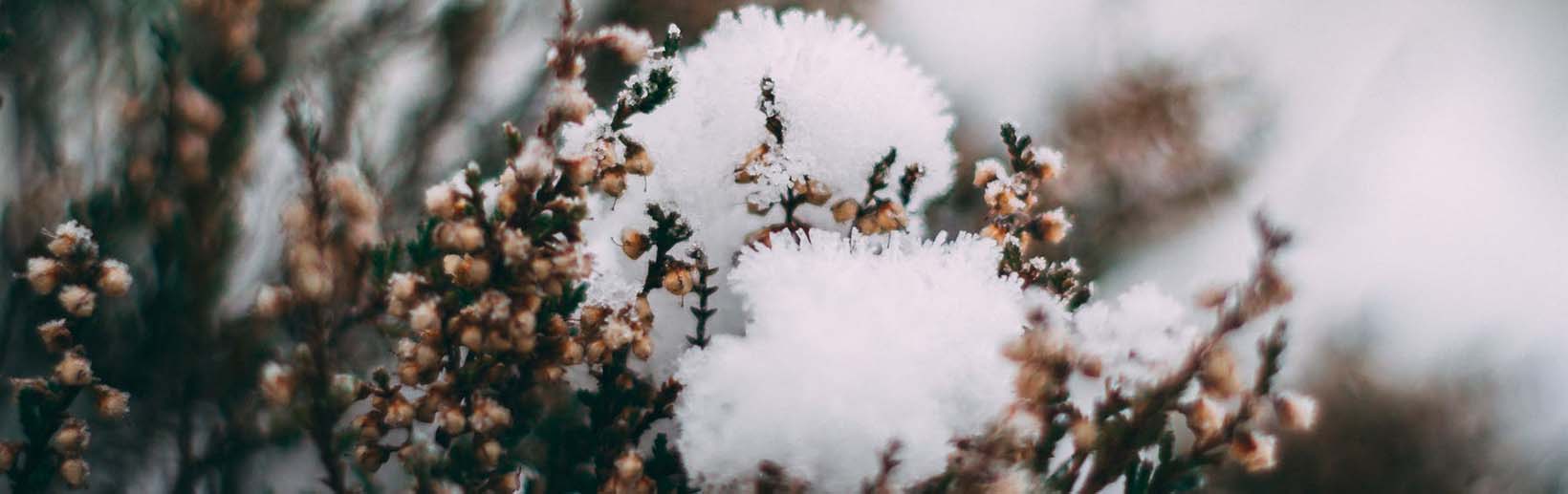 image pour fleurs d'hiver