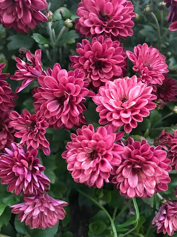 Chrysanthmes