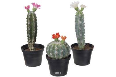 cactus artificiels en pot lot de 3