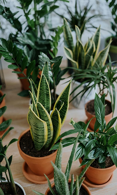 Plantes artificielles