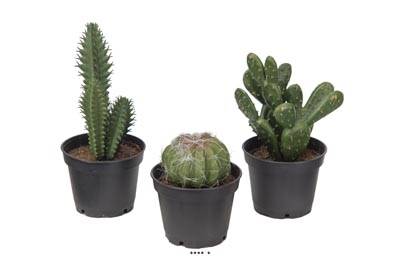 Cactes plantes artificielles lot de x3