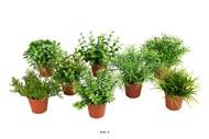 Mini plantes assorties 8 pots 