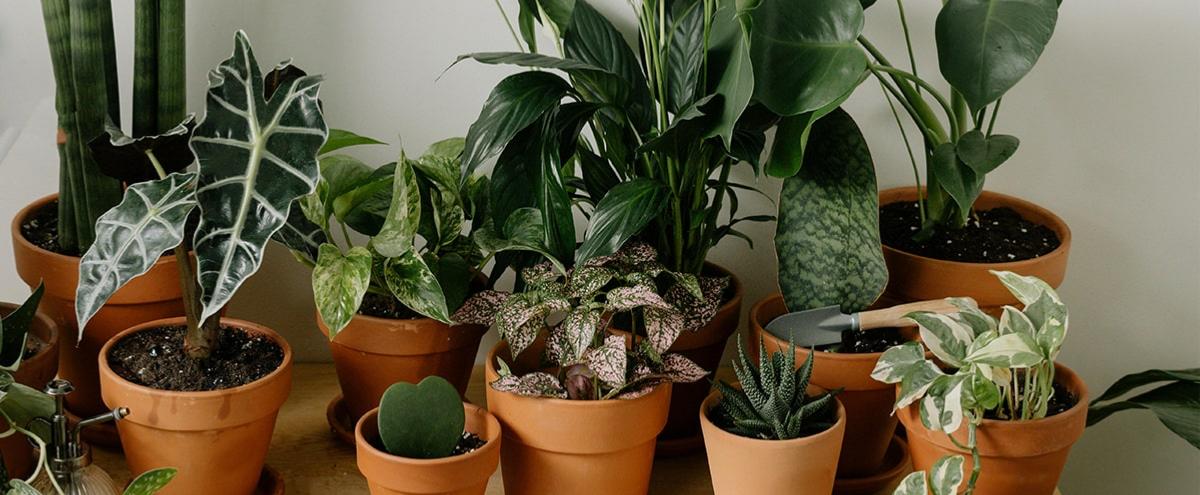 plantes artificielles