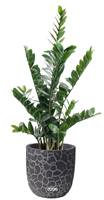 Zamioculcas artificiel